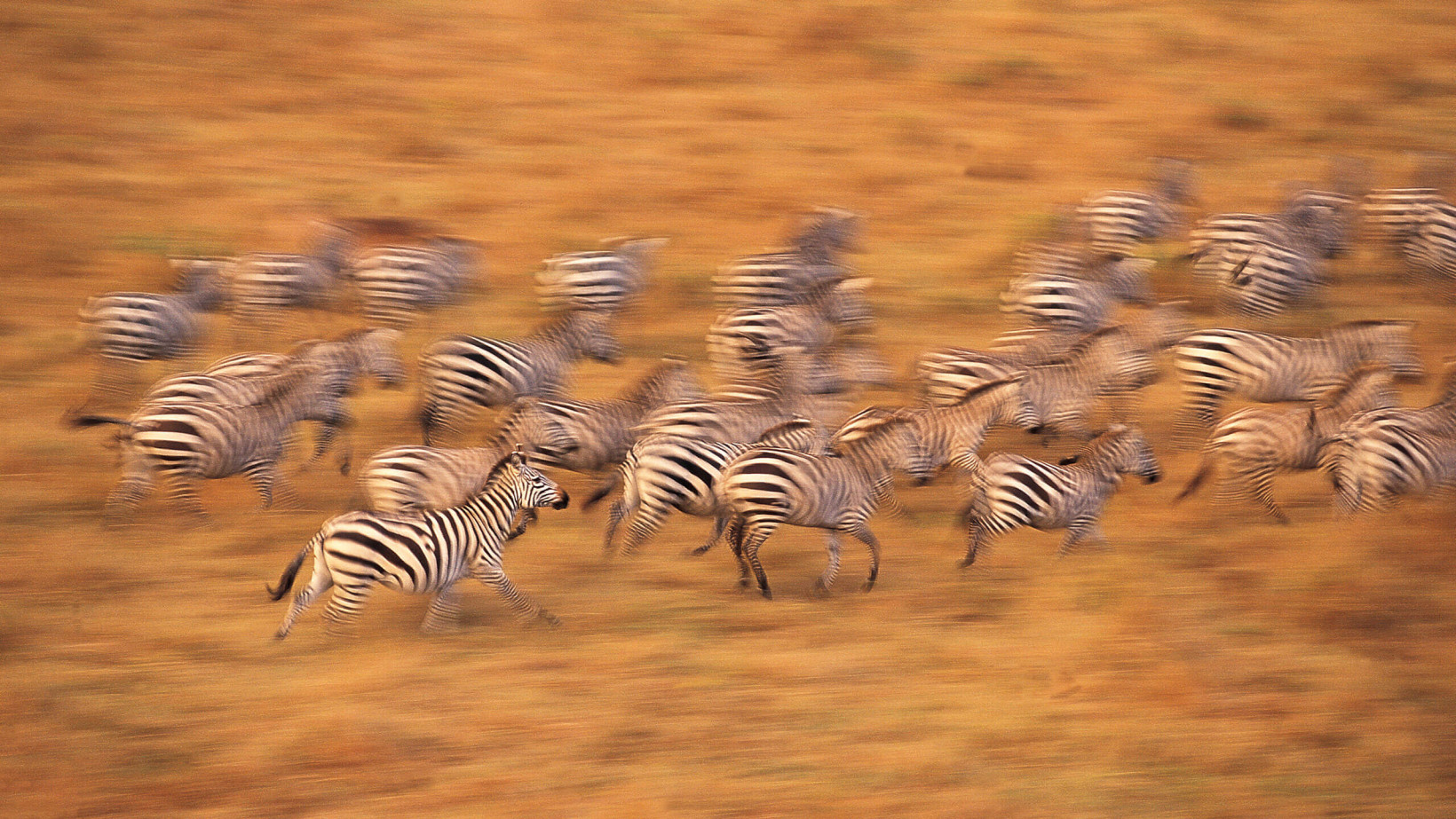 People riding horses through a creek